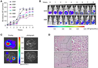 Non-invasive Bioluminescence Monitoring of Hepatocellular Carcinoma Therapy in an <mark class="highlighted">HCR</mark> Mouse Model